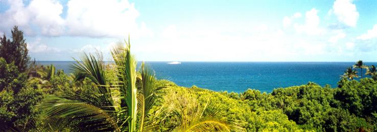 The View